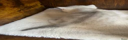 British Shorthair cats for sale: Silver pedigree British Shorthair kittens  - Advert 9