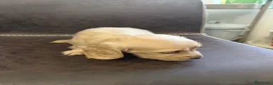 Cream Female Puppy