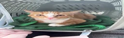 Mixed Breed cats for sale: Fluffy Ginger and White Female Kitten - Advert 3