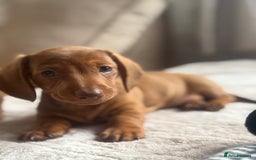 Miniature Dachshund dogs for sale: Two Adorable Girls Looking For Families  - Image 5