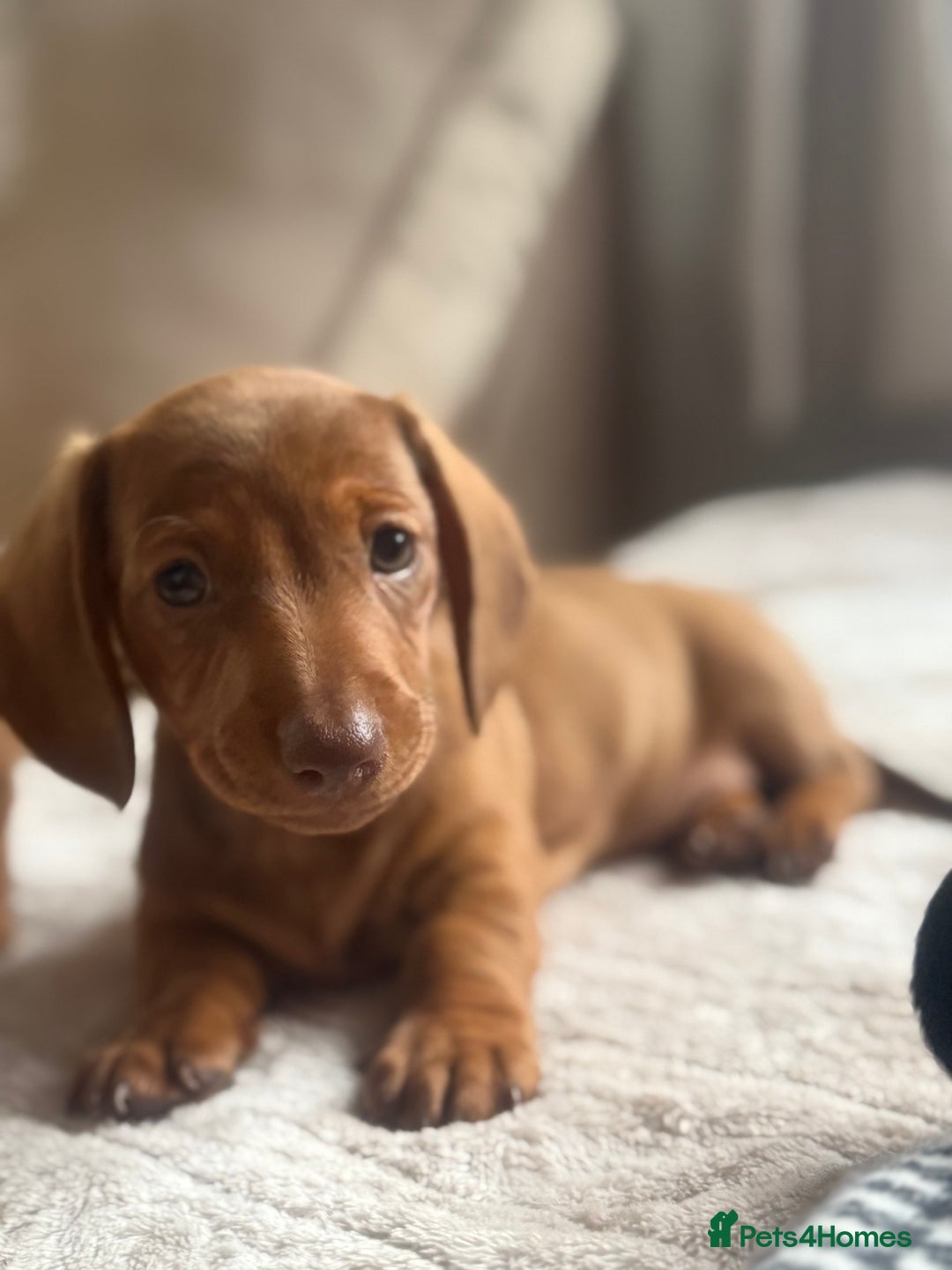 Miniature Dachshund dogs for sale: Two Adorable Girls Looking For Families  - Image 5