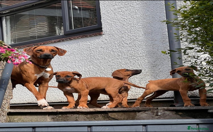 Rhodesian Ridgeback dogs - Advert 1