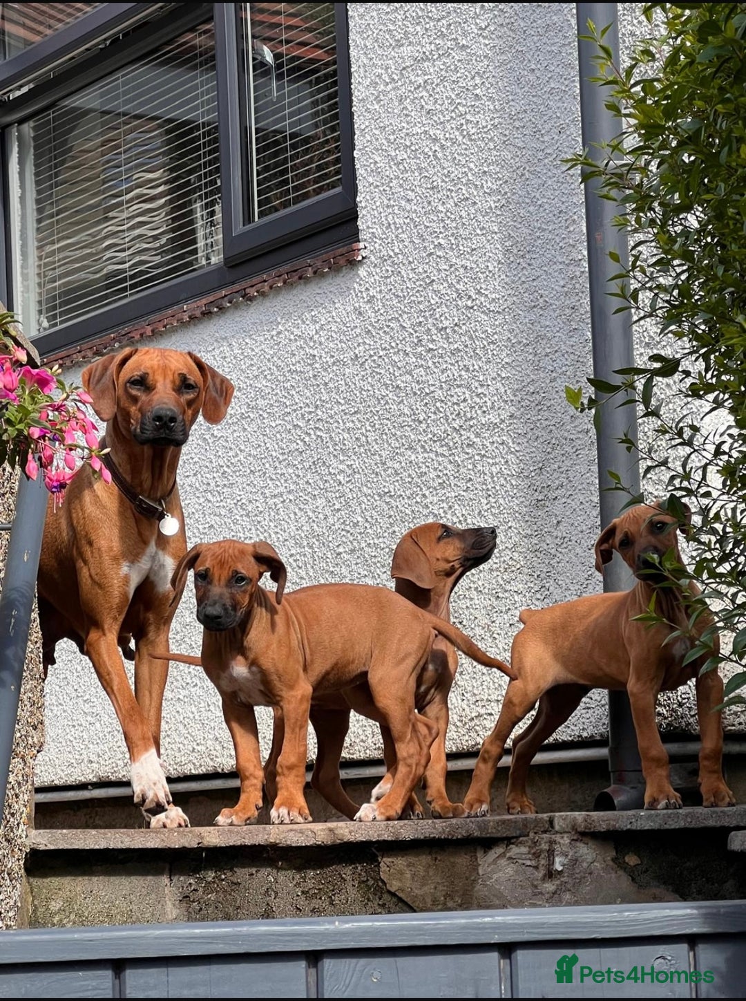 Rhodesian Ridgeback dogs for sale: 4 Gorgeous RR puppies !  - Image 1