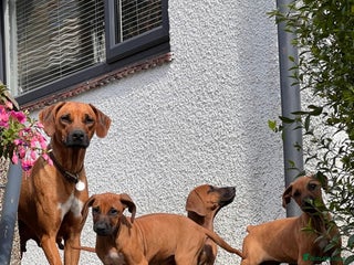 Rhodesian Ridgeback dogs - Advert 10