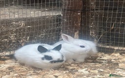 Netherland Dwarf rabbits for sale: Baby Netherland Dwarfs ready soon - Image 6