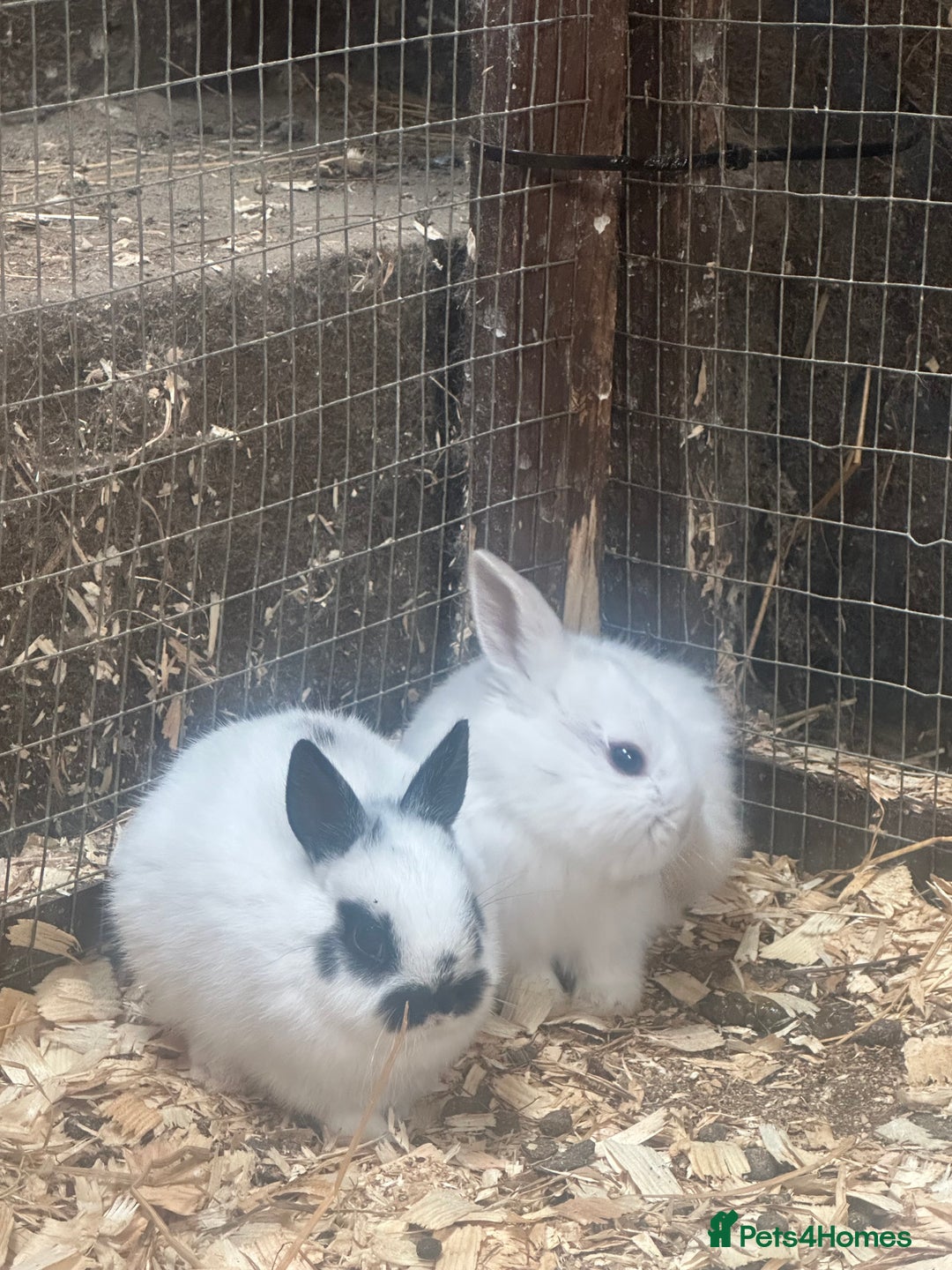 Netherland Dwarf rabbits for sale: Baby Netherland Dwarfs ready soon - Image 6