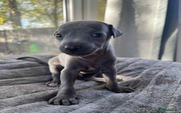 Mixed Breed dogs for sale: Woorier WhippetXTerrier  - Advert 2