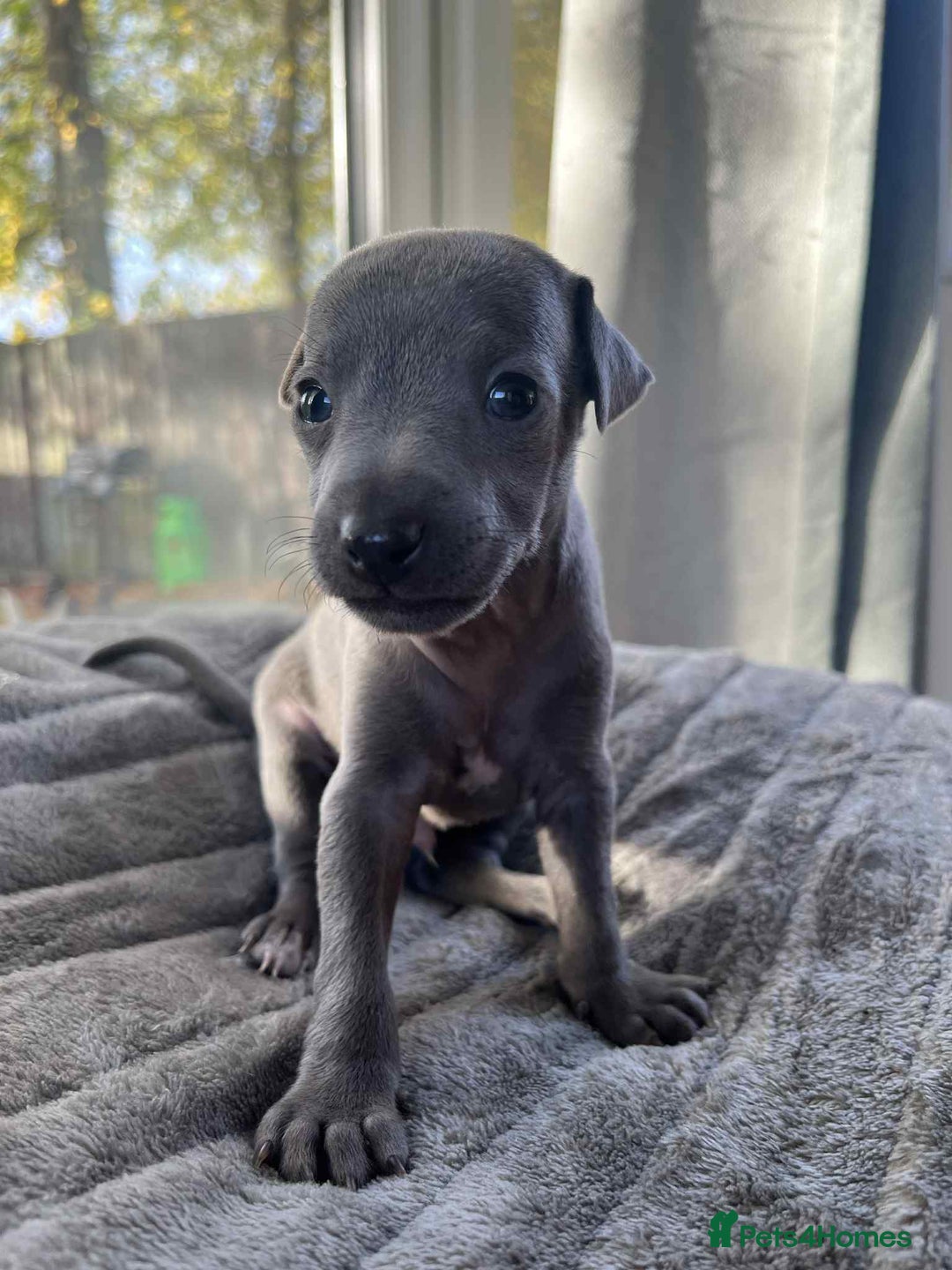 Mixed Breed dogs for sale: Woorier WhippetXTerrier  - Advert 2