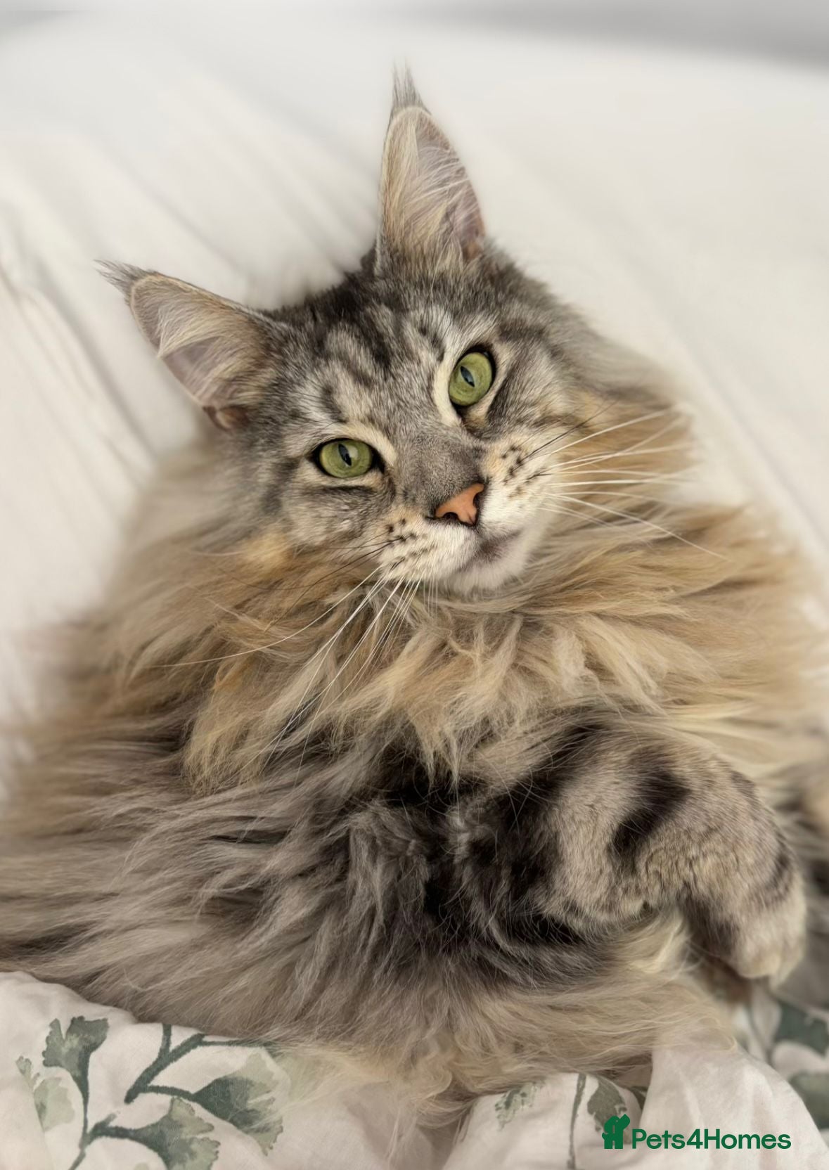 Maine Coon cats Maine coon boy looking for new home  - Advert 9