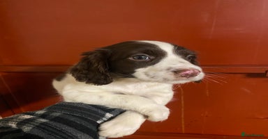 English Springer Spaniel dogs - Advert 2