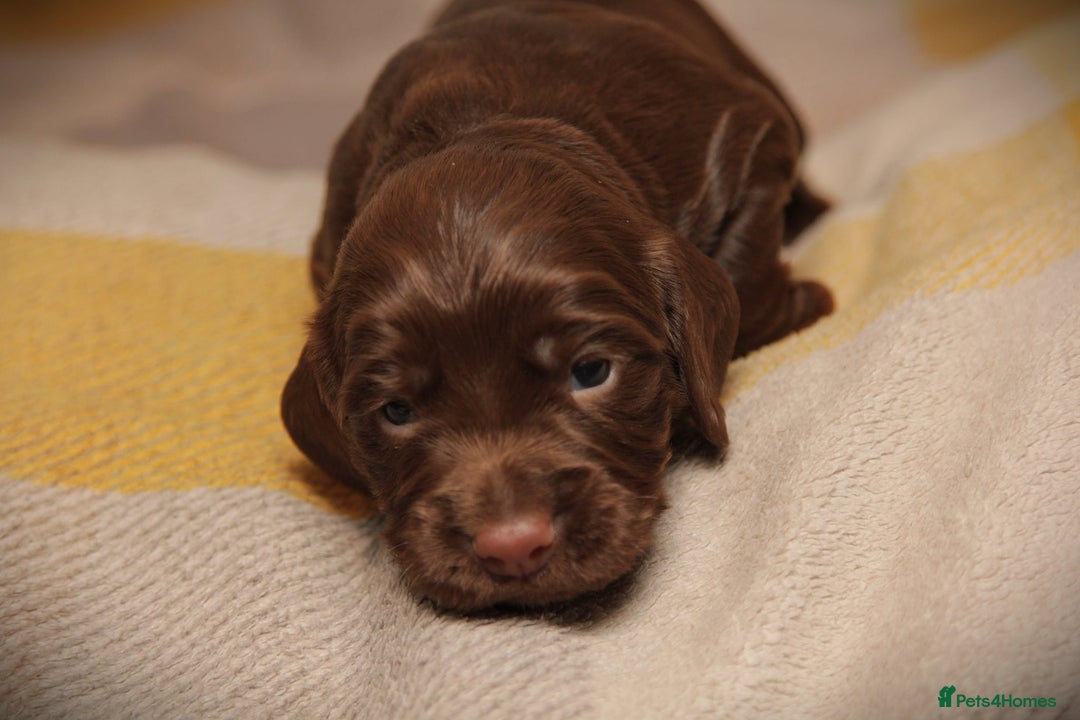 Cocker Spaniel dogs for sale: Working Cocker Spaniel, KC - Advert 6