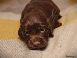 Cocker Spaniel dogs Working Cocker Spaniel, KC - Advert 1