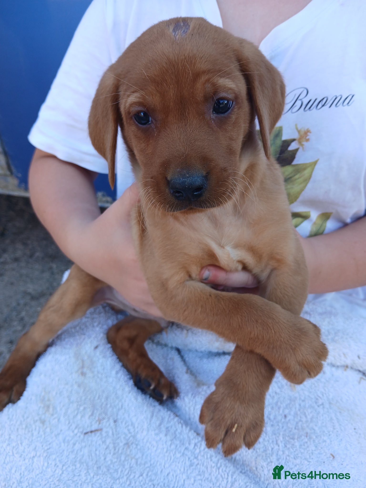 Labrador Retriever dogs for sale: Fabulous litter of golden and fox red lab puppies. - Advert 17