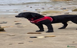 Labrador Retriever dogs for sale: Labrador for sale - Image 15