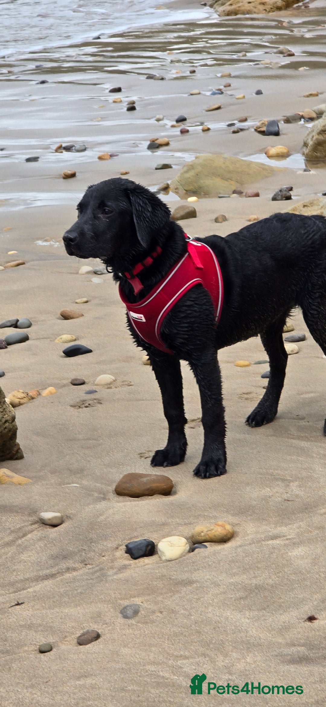 Labrador Retriever dogs for sale: Labrador for sale - Image 15