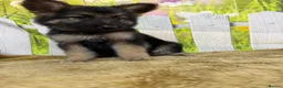 German Shepherd dogs for sale: German Shepherd puppies for sale - Advert 14