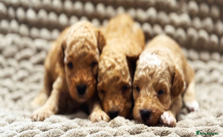 Toy Poodle dogs - Advert 4