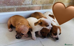 Chihuahua dogs for sale: Chihuahu Puppies - Image 5