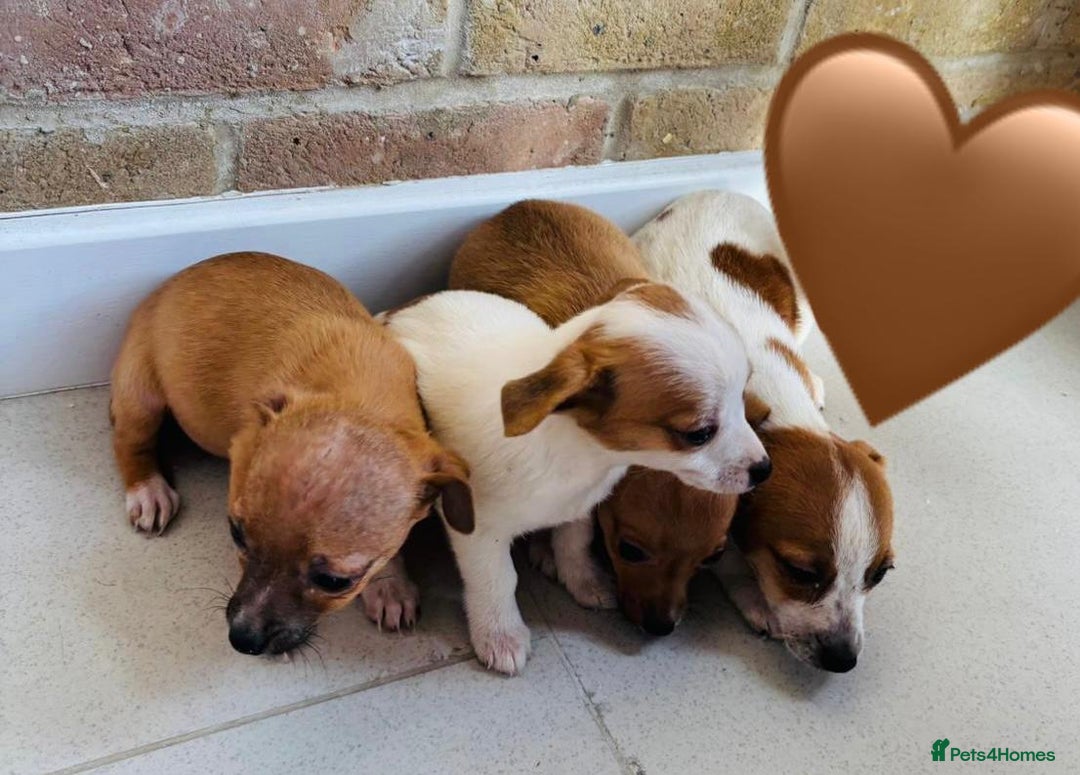 Chihuahua dogs for sale: Chihuahu Puppies - Image 5