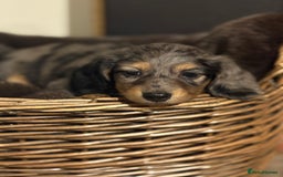 Miniature Dachshund dogs for sale: 🐶 Beautiful Longhaired miniature dachshund pups  - Image 15
