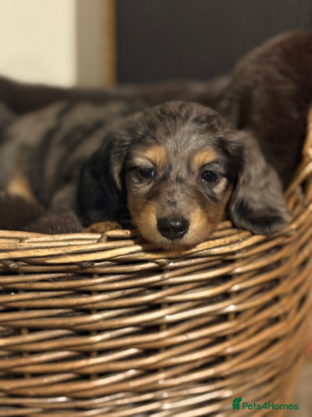 Miniature Dachshund dogs for sale: 🐶 Beautiful Longhaired miniature dachshund pups  - Image 15