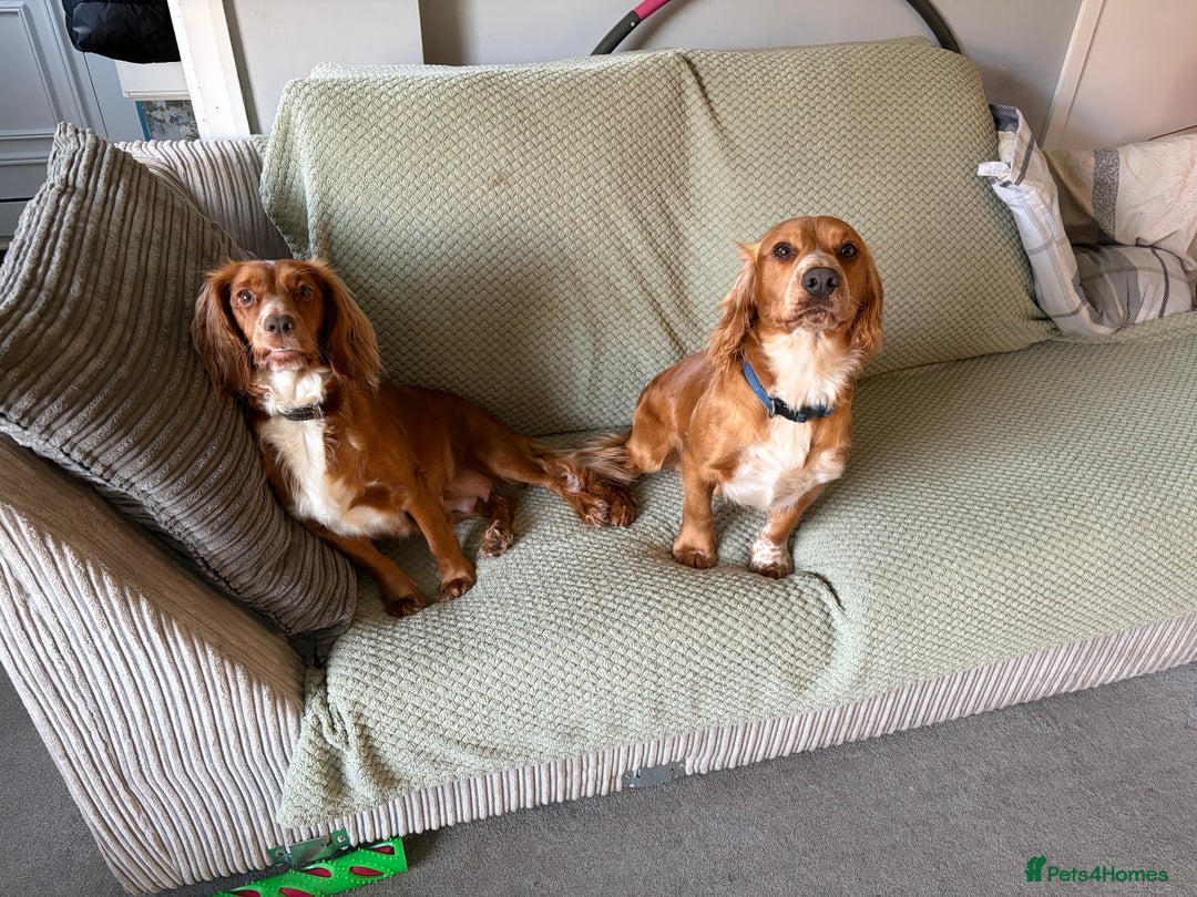 Cocker Spaniel dogs for sale: KC Registered Cocker Spaniel Puppies  - Image 8