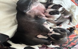 Boston Terrier dogs for sale: KC  Registered 🐕❤️🏠 Puupy 🐕💙🏠Boston Terrier  - Image 2