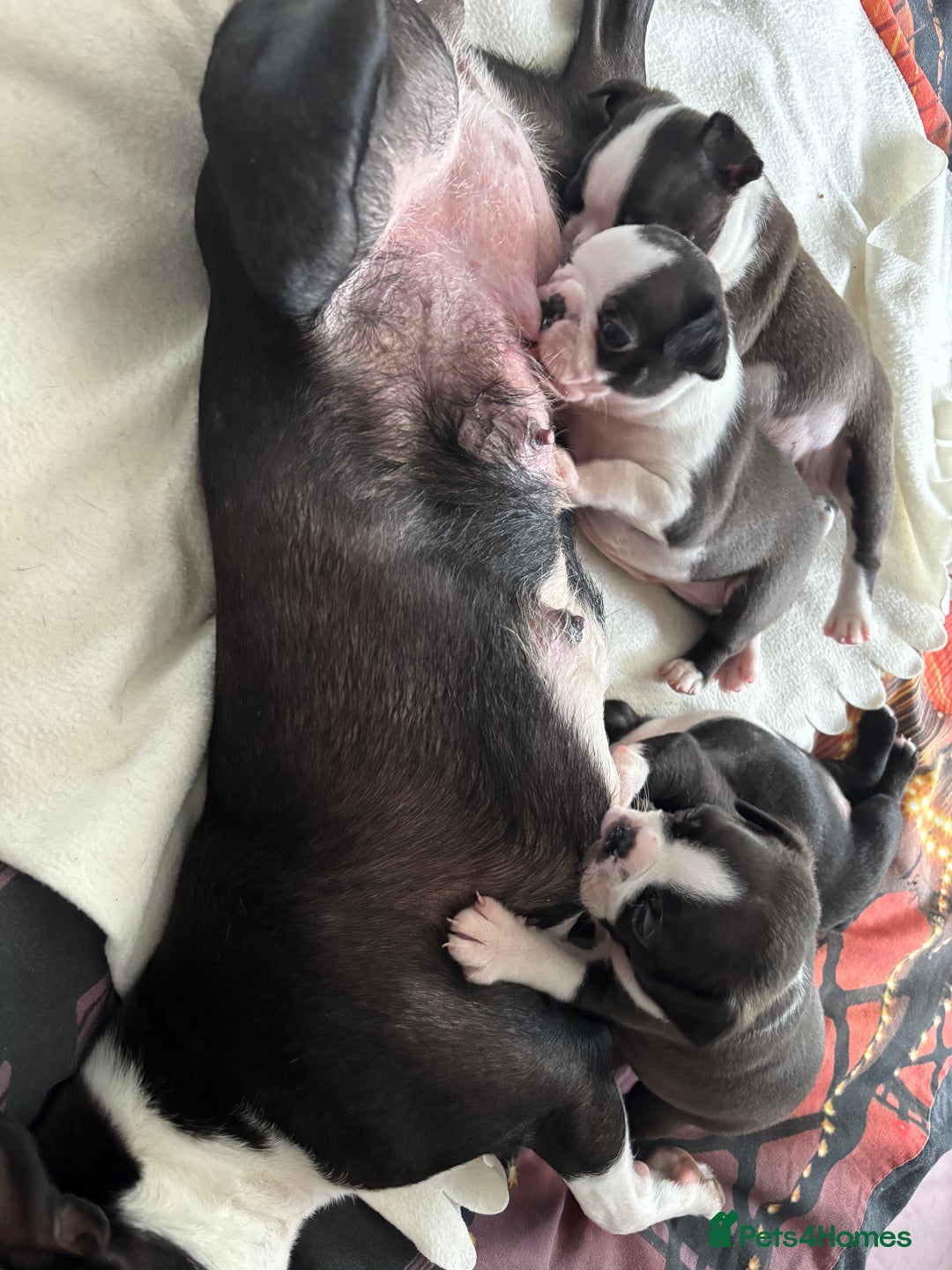 Boston Terrier dogs for sale: KC  Registered 🐕❤️🏠 Puupy 🐕💙🏠Boston Terrier  - Image 2