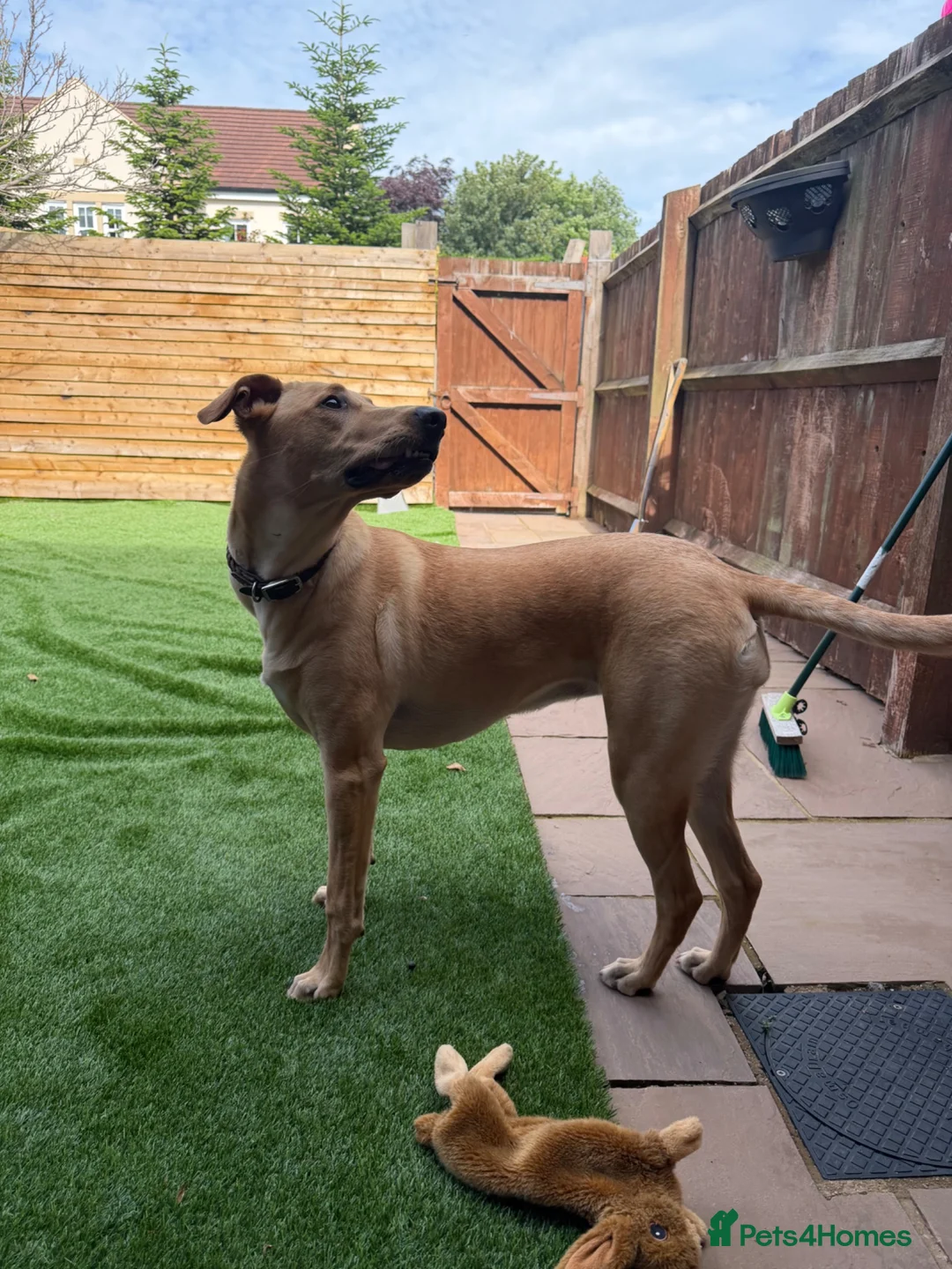 Mixed Breed dogs for sale: Labrador x greyhound bitch in Clitheroe - Advert 5