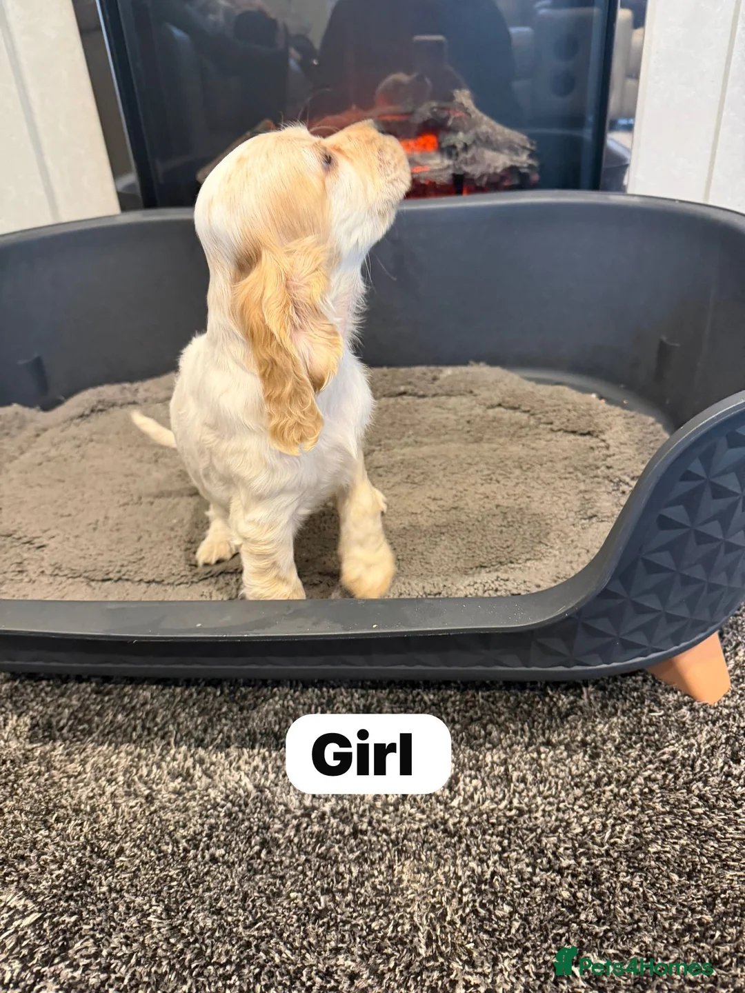 Cocker Spaniel dogs for sale: Beautiful adorable show type cocker spaniels - Advert 5