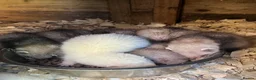 Ferret rodents for sale:     Baby Ferrets – Boys & Girls Available - Advert 8