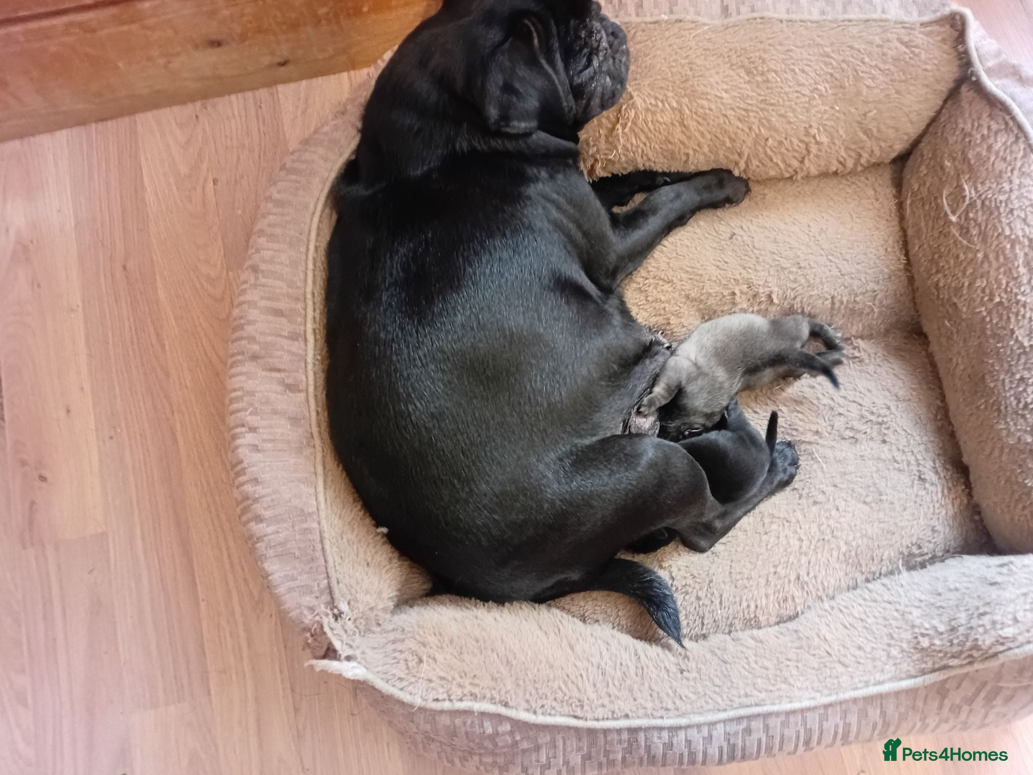 Pug dogs Girl pug  - Advert 1
