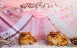 Pomeranian dogs for sale: 💗Last girl left! Royal Orange Pomeranian Pedigree - Image 20