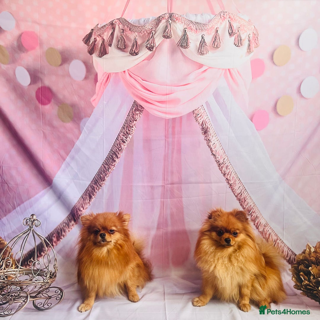 Pomeranian dogs for sale: 💗Last girl left! Royal Orange Pomeranian Pedigree - Image 20