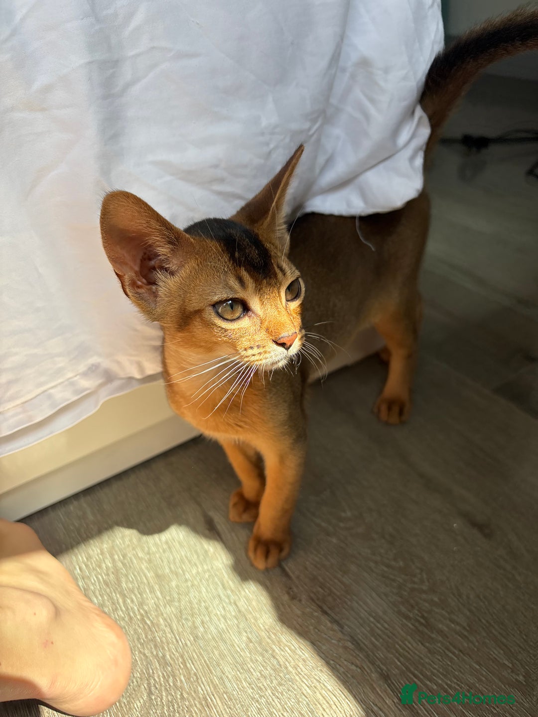 Abyssinian cats for sale: Cute Abyssinian kitten pedigree male - breeding  in Newcastle upon Tyne - Image 2