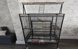 Parrots birds for sale: Male Alexandrine parrot - Image 4