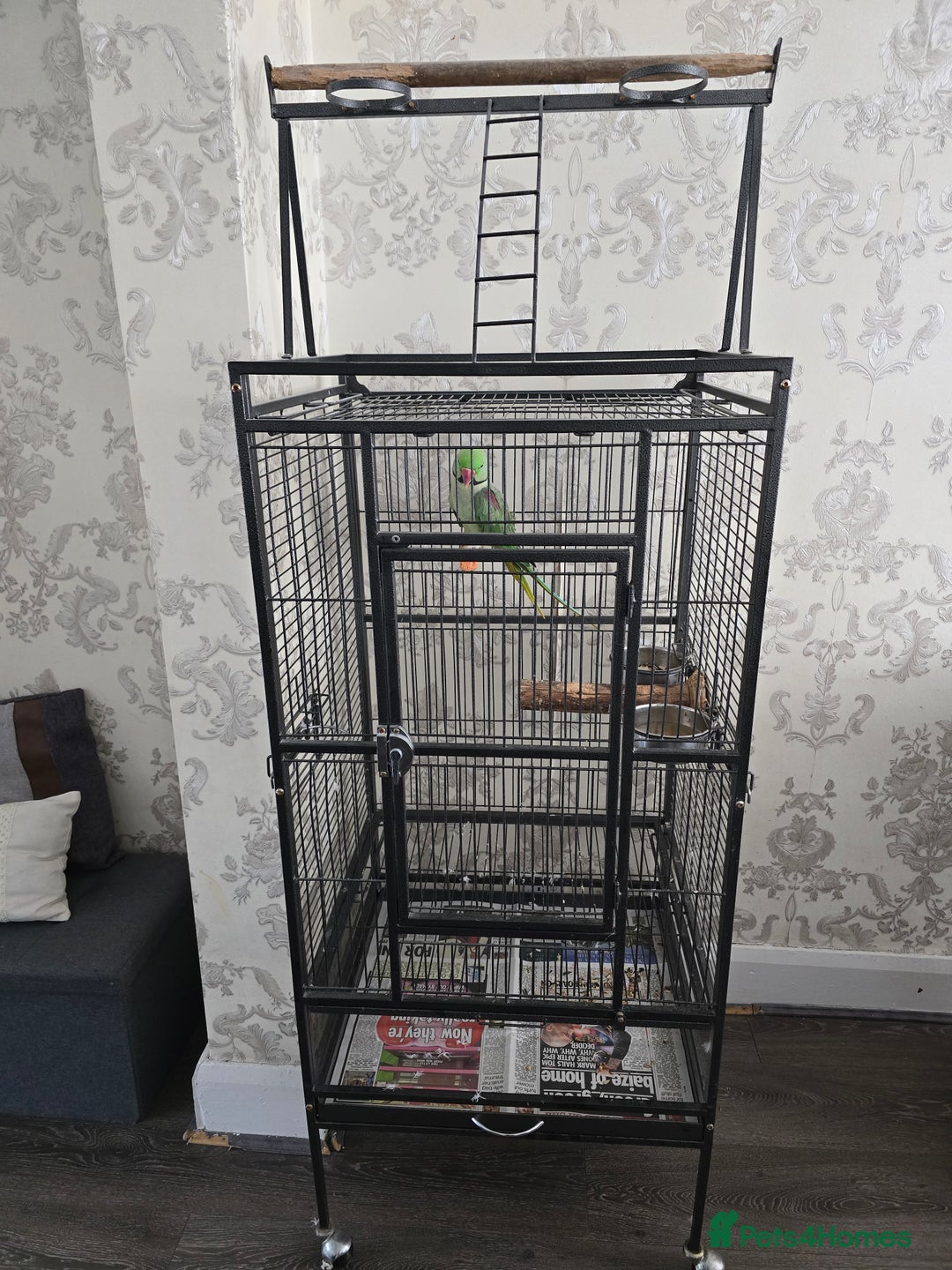 Parrots birds for sale: Male Alexandrine parrot - Image 4