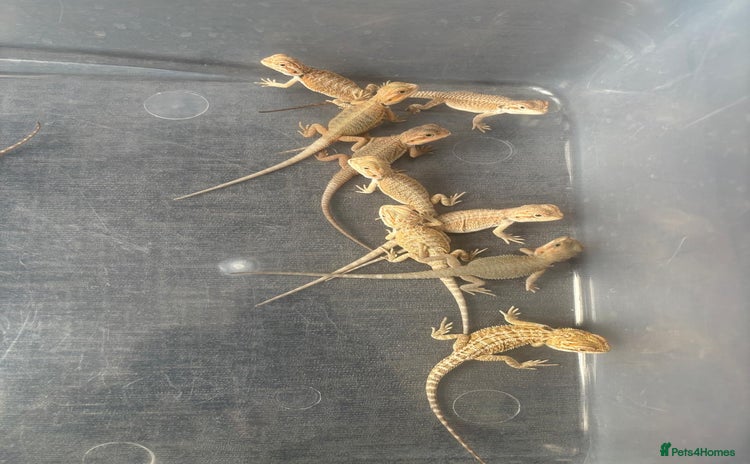 Bearded Dragon reptiles - Advert 1
