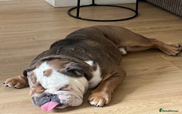 English Bulldog dogs for sale: 2 Year Old English Bulldog Ted - Image 7