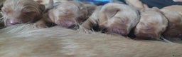 Labrador Retriever dogs for sale: KCReg FoxRed LabradorRetriver Puppies WorkingLines - Advert 6