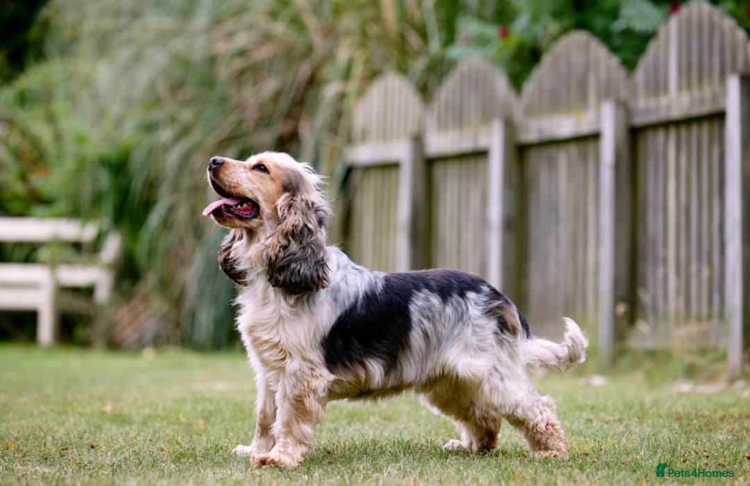 Cocker Spaniel dogs for sale: Cocker male  - Advert 1