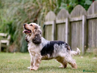 Cocker Spaniel dogs Cocker male - Advert 12
