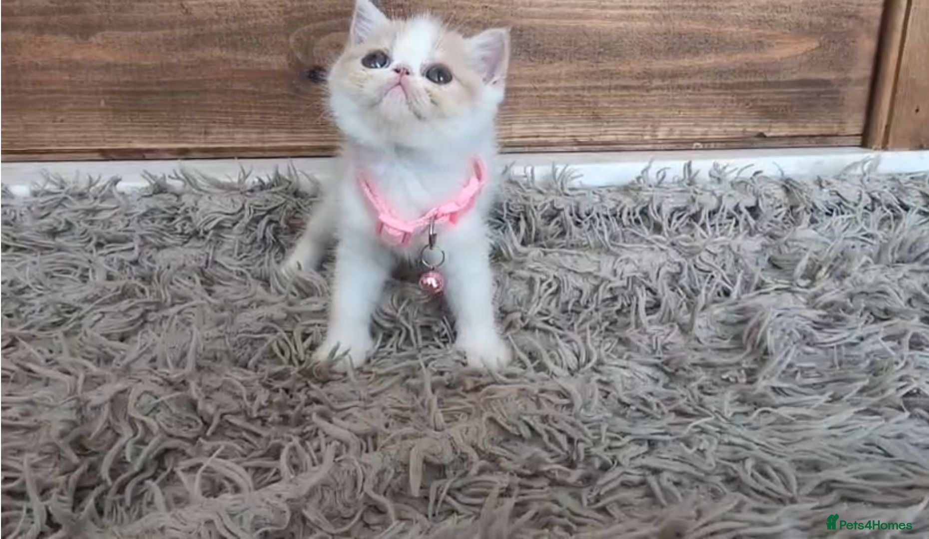 Persian cats 🐾 Beautiful Persian Kittens 🐾 - Advert 1