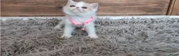 Persian cats for sale: 🐾 Beautiful Persian Kittens 🐾 - Advert 13