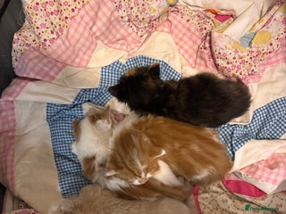 Domestic Shorthair cats for sale: 4 lovely little kittens - Advert 1