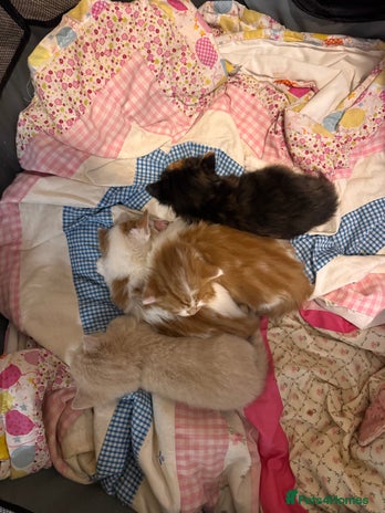 Domestic Shorthair cats 4 lovely little kittens - Advert 2