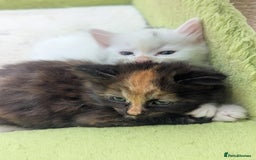 Mixed Breed cats for sale: Premium kittens for sale - Image 21