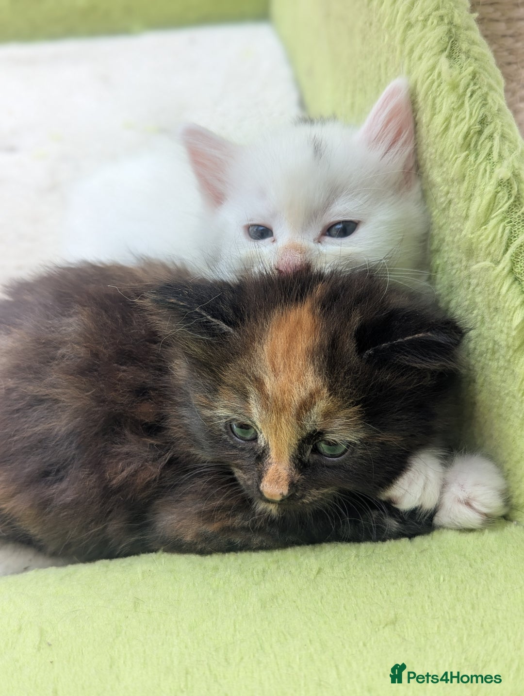Mixed Breed cats for sale: Premium kittens for sale - Image 21