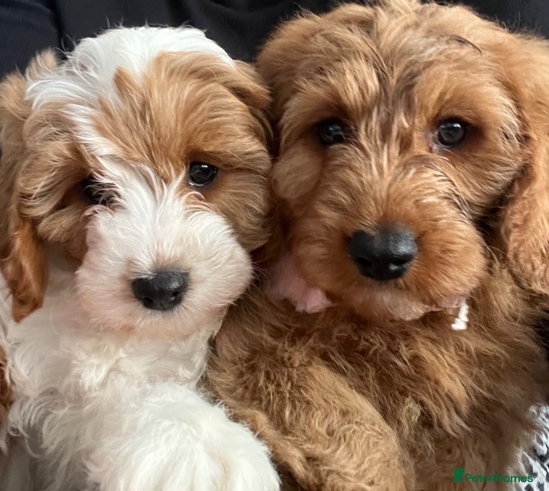 Cavapoo dogs 🐶🐾Stunning health clear cavapoo puppies🐾🐶 - Advert 9