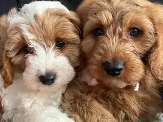 Cavapoo dogs 🐶🐾Stunning health clear cavapoo puppies🐾🐶 - Advert 9